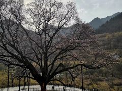 -黑河国家森林公园