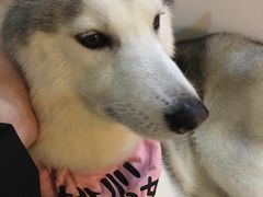 -Husky Go! 哈士奇体验馆·宠物咖啡厅狗咖