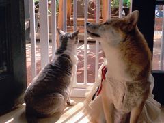 -猫色咖啡·猫咖