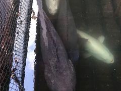 -蓝湾碧波·老字号·疍家非遗海上餐厅