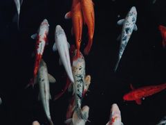 -皇朝尊会(龙之梦大酒店)