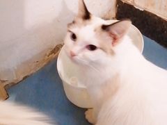 -猫色咖啡·猫咖