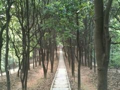 -火炉山森林公园