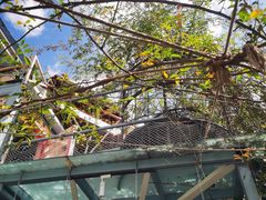 -喵屿·大理花园猫咖