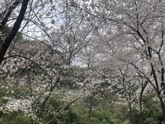 -苏州上方山国家森林公园