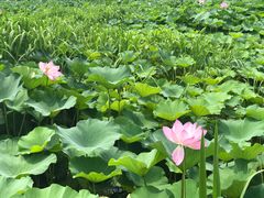 -荷塘月色湿地公园·向阳花洲