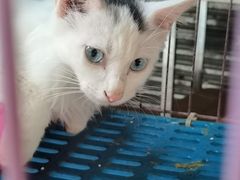 -清平路水族市场