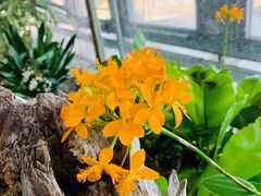 -北京植物园-展览温室