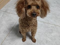 -宠福鑫康馨动物医院·骨科·眼科