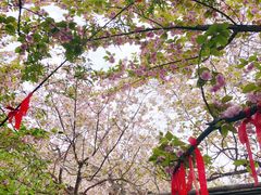 -西安青龙寺遗址景区
