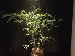 -金色艳阳天•粤菜 淮扬菜(古平岗店)