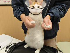 -瑞派康怡24h宠物医院·犬猫医疗中心·微创绝育(瑞景分院)
