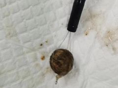 -美联众合动物医院·24h京西诊疗中心