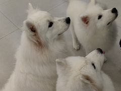 -安格丽娜·狗咖·猫咖羊驼咖(春熙路百盛商场店)