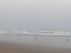 -日照海滨国家森林公园