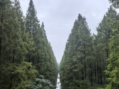 -黄海国家森林公园