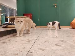 -飞行喵MR PILOT|猫舍·猫咖(静安大融城店)