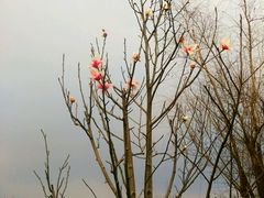 -白鹭湾湿地公园