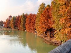 -上海海湾国家森林公园