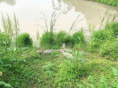 -中国扬子鳄村