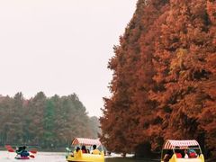 -上海海湾国家森林公园