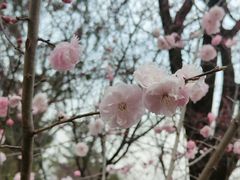 -北京鹫峰国家森林公园