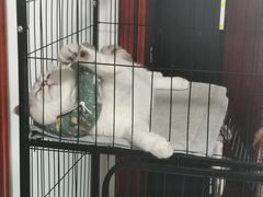 -关爱宠物医院·猫科中心·消化科(滨湖万达分院)