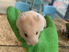 -怪兽屋·羊驼·猫咖·狗咖(俊华广场店)