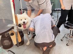 -景田北六街公园宠物主题园