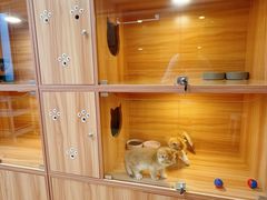 -猫十亿·布偶金渐层·曼基康矮脚猫舍(青年路店)