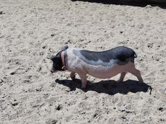 -前小桔亲子创意农场·草莓采摘·露营烧烤