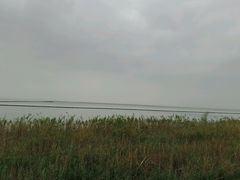 -合肥滨湖国家森林公园