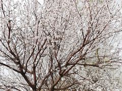 -丁香湖公园
