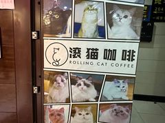 -滚猫咖啡·猫咖·猫友好撸猫(未来城店)