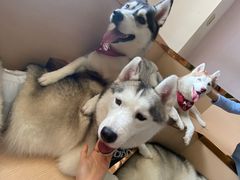-Husky Go! 哈士奇体验馆·宠物咖啡厅狗咖