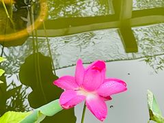 -中苑海韵
