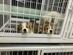 -FAELING PETS美天灵宠物(富力广场店)