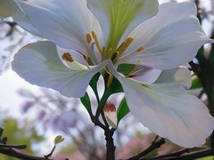 -广东花都湖国家湿地公园
