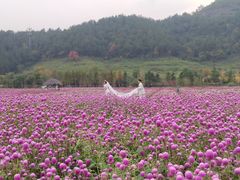 -径山花海
