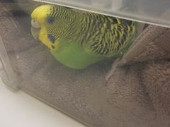 -立德异宠动物医院.兔鸟爬.内窥镜(天河店)