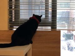 -滚猫咖啡·猫咖·猫友好撸猫(未来城店)
