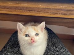 -荔康动物医院(康王北路店)