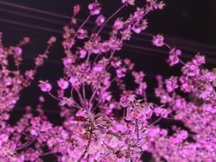 -西北湖绿化广场