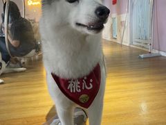 -Husky Go! 哈士奇体验馆·宠物咖啡厅狗咖