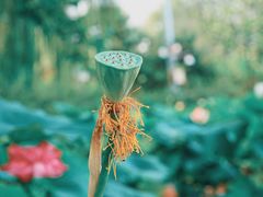 -莲花池公园