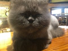 -more than meow吴止猫主题餐厅(承德 中船汇店)