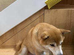 -是阿柴呀！柴犬咖啡·爱喵喵猫咖