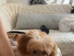 -瑞派蒂凯宠物医院·免疫点·宠保定点