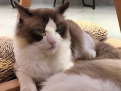 -Heymao猫咖.咖啡厅(东门店)