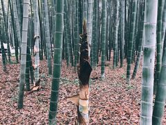 -西湖风景区十里琅珰-五云山